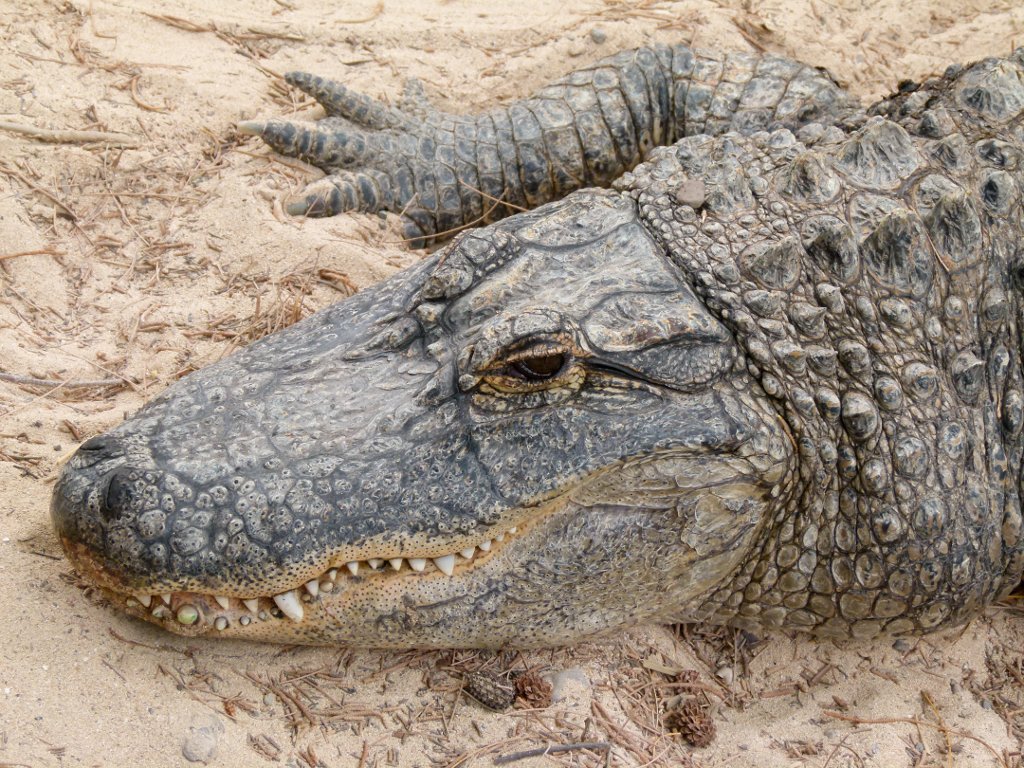Ein Alligator