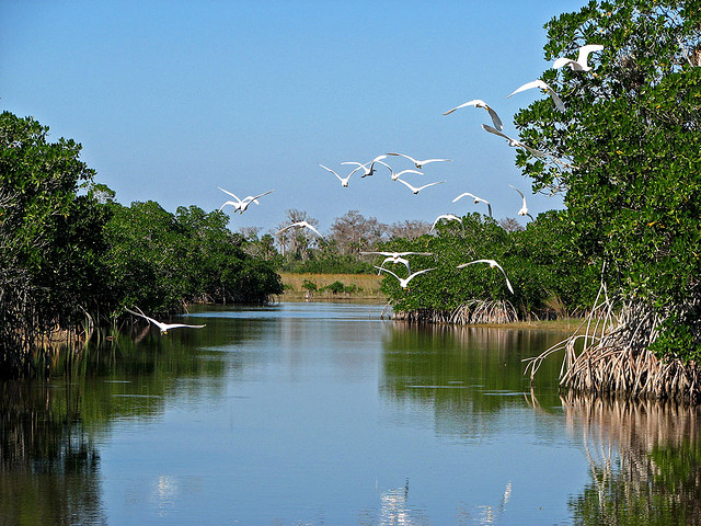 Die Sumpflandschaften der Everglades